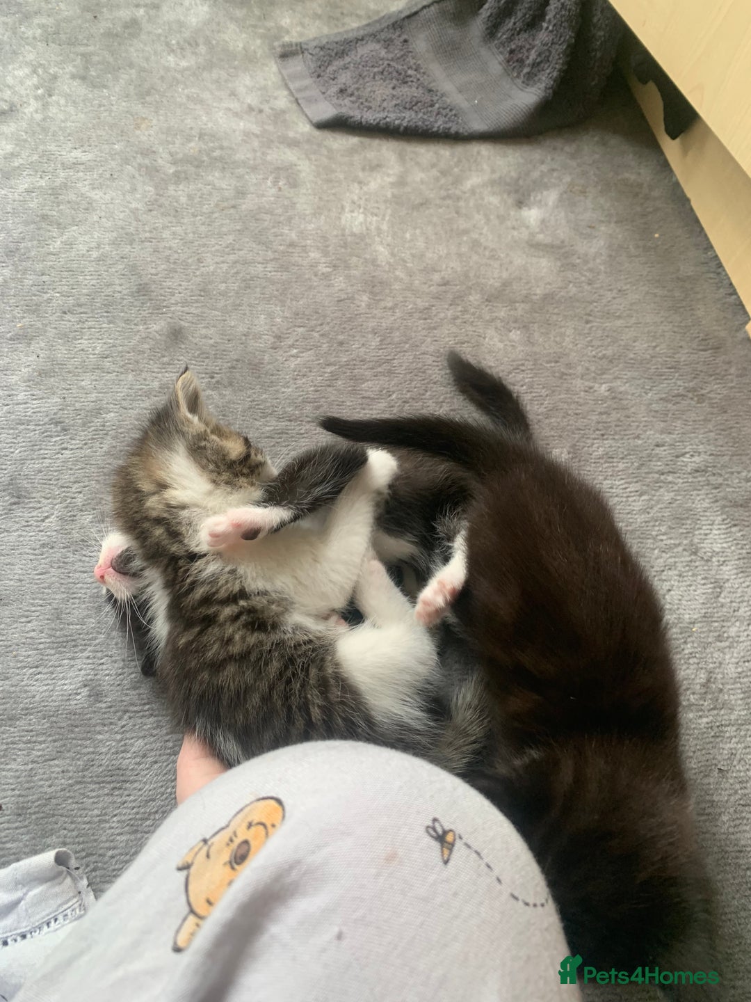 Domestic Shorthair cats for sale: 2 girls one boy!  - Image 18