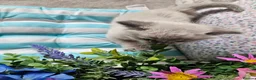 Ragdoll cats for sale: Ragdoll - Advert 18