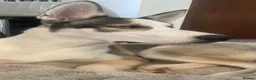 Siberian Husky dogs for sale: Siberian Husky Puppies Pure Bred Blue Eyed - Advert 9