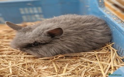 Lionhead rabbits for sale: Baby lionhead rabbits  - Image 1
