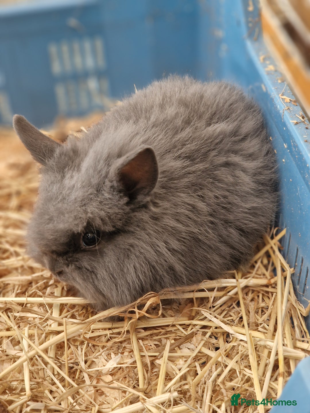 Lionhead rabbits for sale: Baby lionhead rabbits  - Image 1
