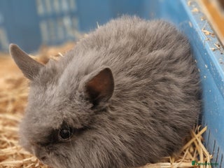 Lionhead rabbits - Advert 15