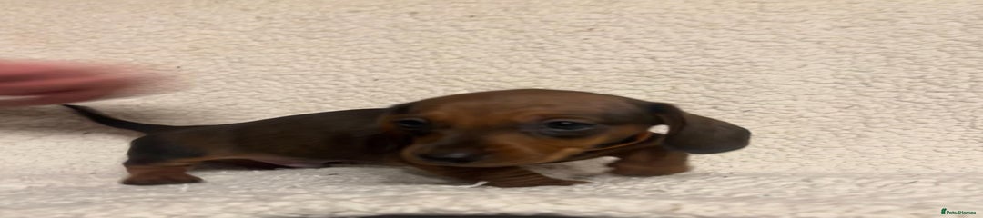 Miniature Dachshund Puppy 4