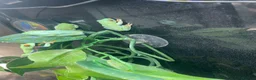 Frog reptiles for sale: 6 red eye tree frogs and enclosure  - Advert 9