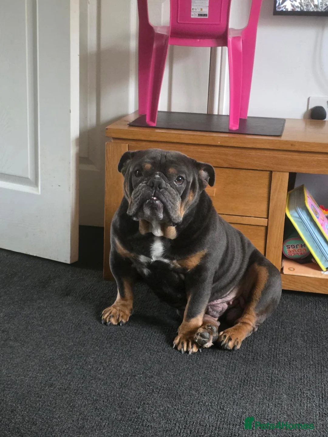 English Bulldog dogs for sale: Dave 5 years old British Bulldog  in Darwen - Advert 1