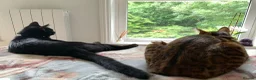Bengal cats for sale: Fendi & Bagheera–Beautiful, Loving Bengal Pair - Advert 6
