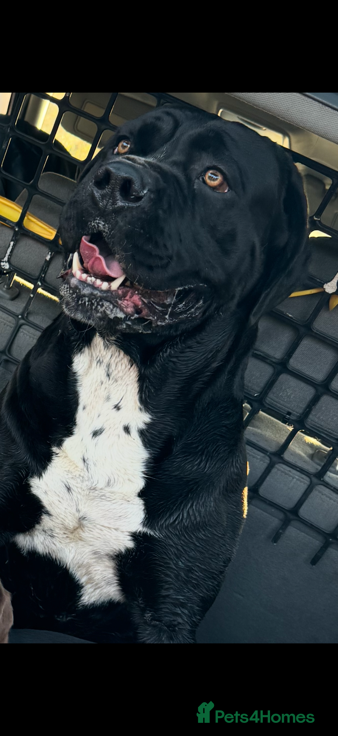 Cane Corso dogs for sale: Stunning chunky cane corso puppies - Advert 10