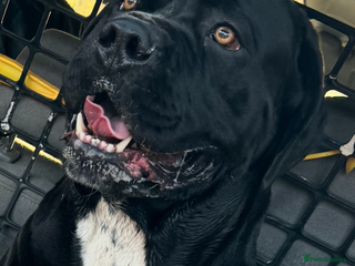 Cane Corso dogs Stunning chunky cane corso puppies - Advert 2