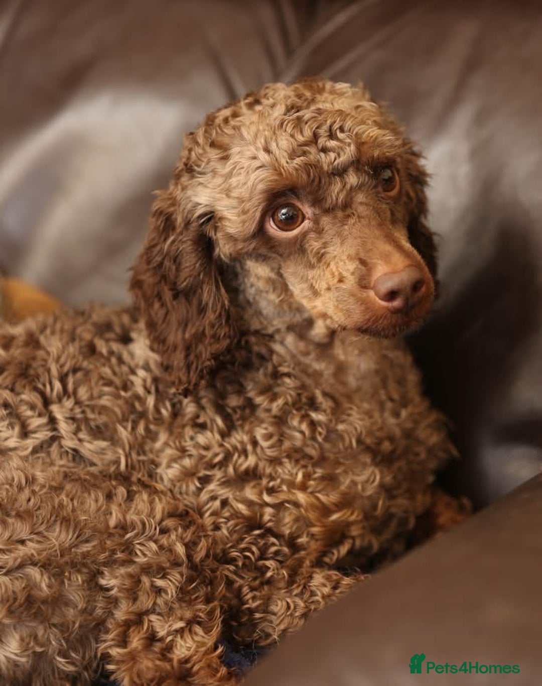 Miniature Poodle dogs for sale: Lovely poodle  - Advert 2