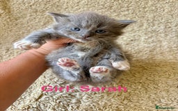 Exotic cats for sale: READY Silver Tabby cross exotic Fur Babies - Image 4