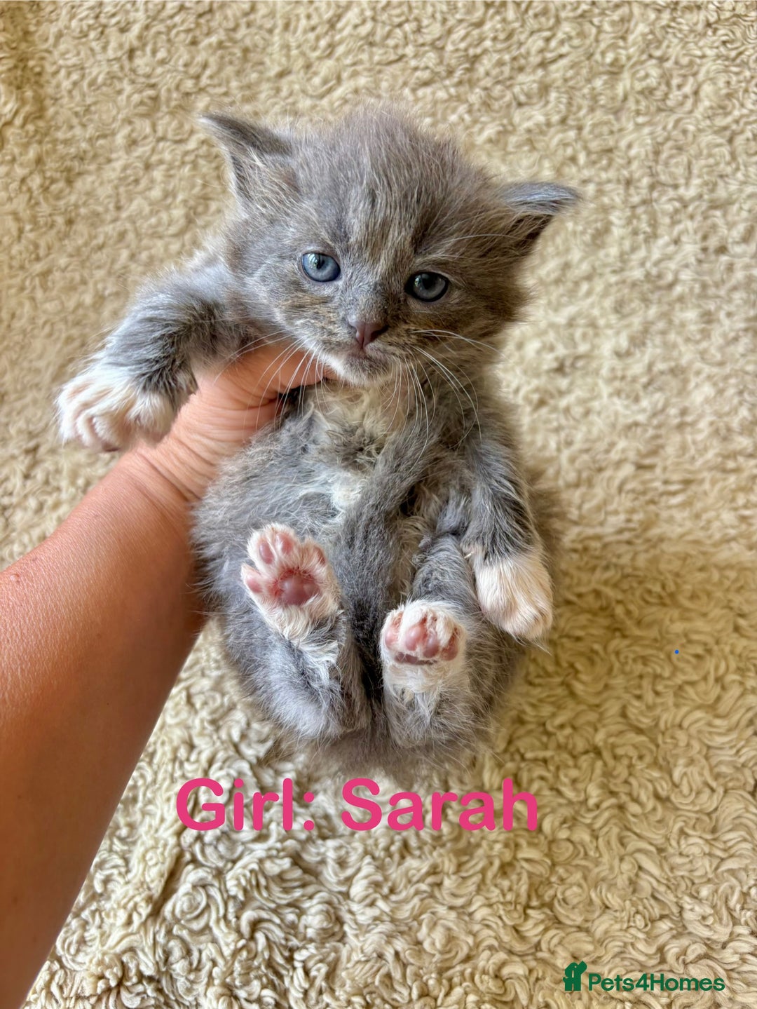 Exotic cats for sale: READY Silver Tabby cross exotic Fur Babies - Image 4