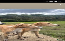 Lurcher dogs for sale: Saluki bull deerhound  - Advert 1