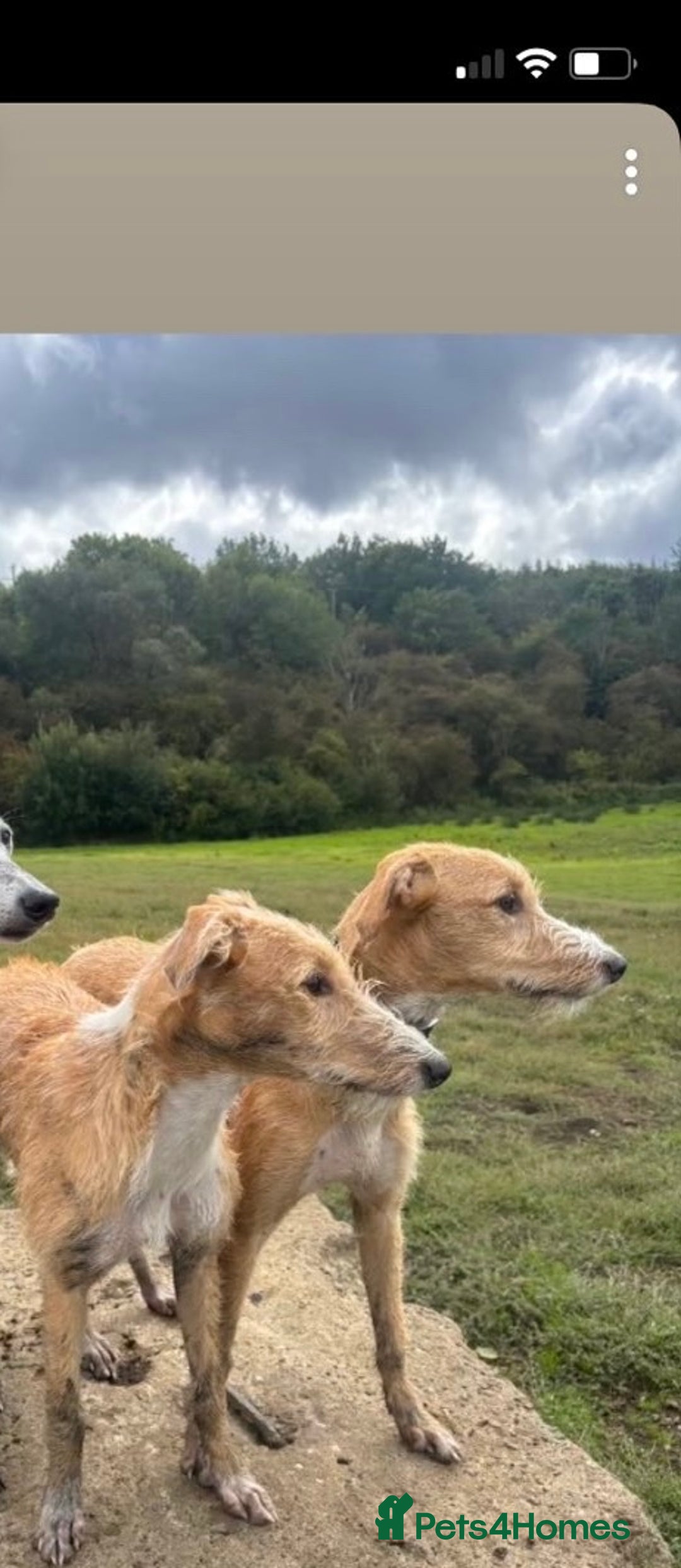 Lurcher dogs for sale: Saluki bull deerhound  - Advert 1