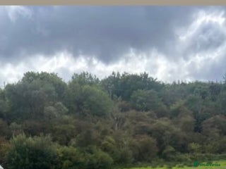 Lurcher dogs Saluki bull deerhound - Advert 7