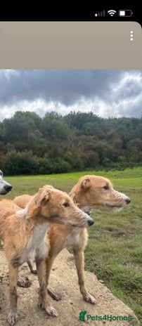 Lurcher dogs Saluki bull deerhound - Advert 1