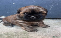 Shih Tzu dogs for sale: ShihTzu  - Image 2