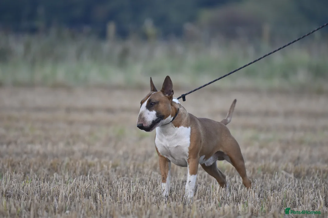 English Bull Terrier dogs for stud: Quality and proven english bull terrier for stud in Preston - Advert 5