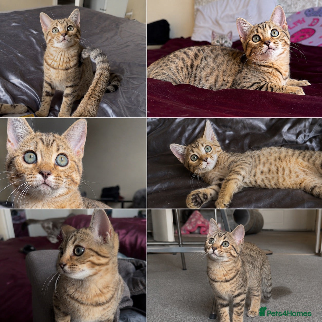 Mixed Breed cats 1 SCOTTISH STRAIGHT BENGAL HYBRID MIX FEMALE  - Advert 13