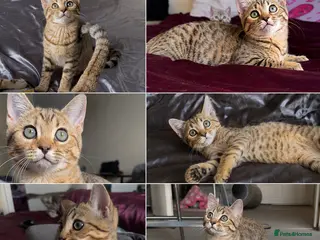 Mixed Breed cats 1 SCOTTISH STRAIGHT BENGAL HYBRID MIX FEMALE - Advert 13