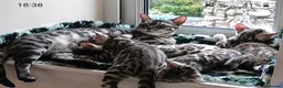 Bengal cats for sale: Stunning Silver TICA reg kitten - Advert 15