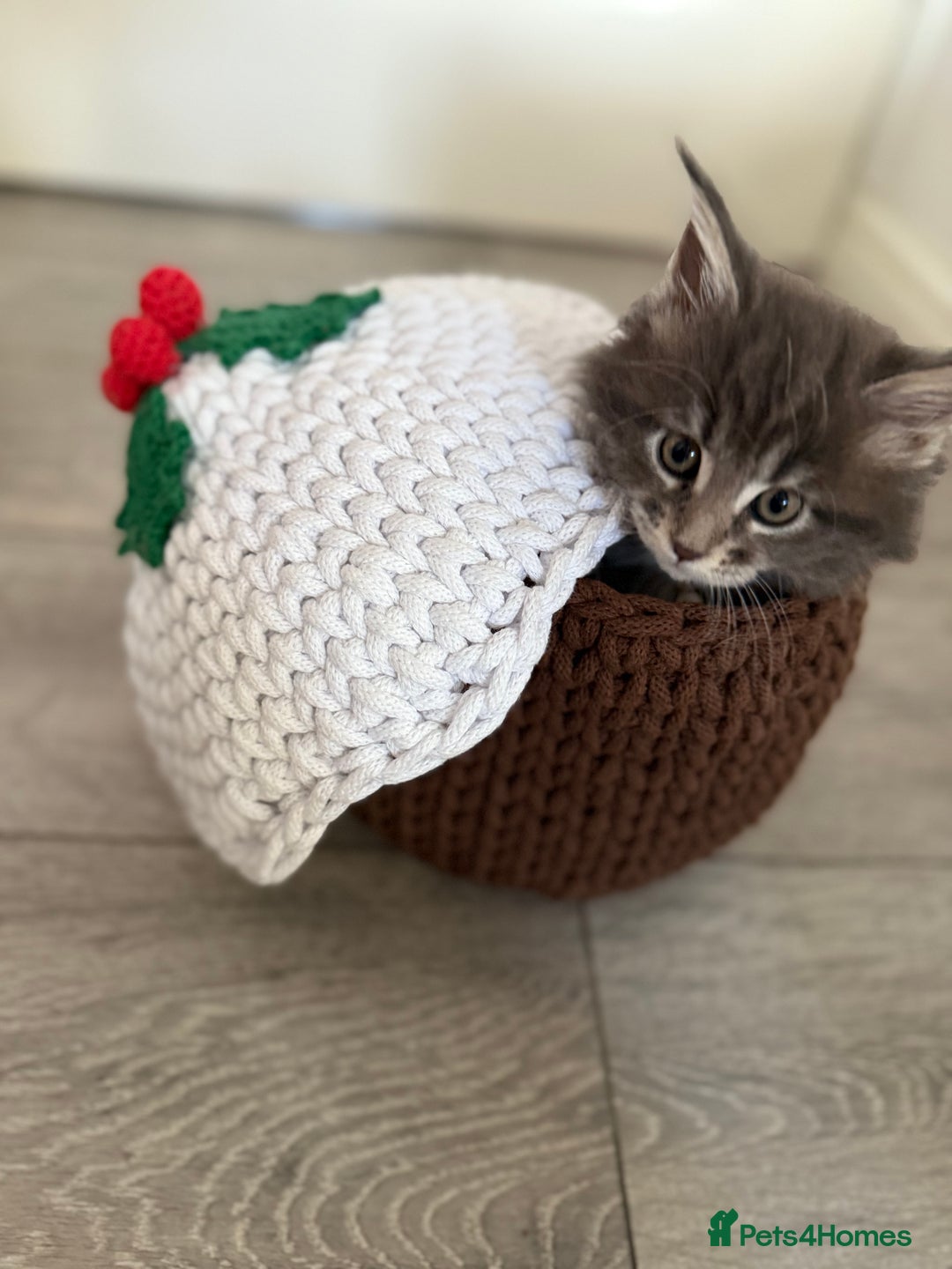 Maine Coon cats for sale: Beautiful GCCF registered Maine coon Kittens  - Advert 5