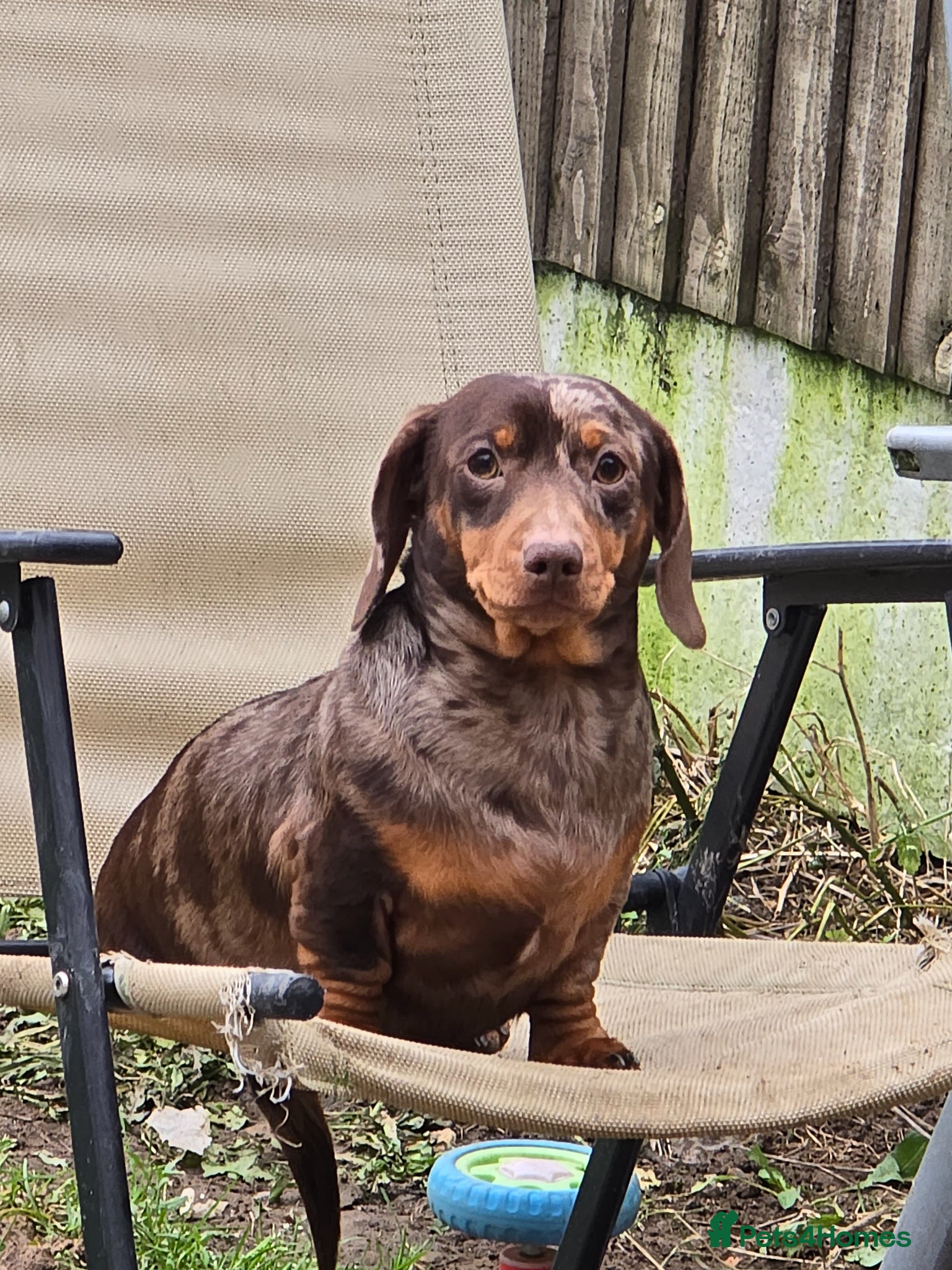 Mixed Breed dogs 5 beautiful French bull weiner puppies for sale - Advert 2
