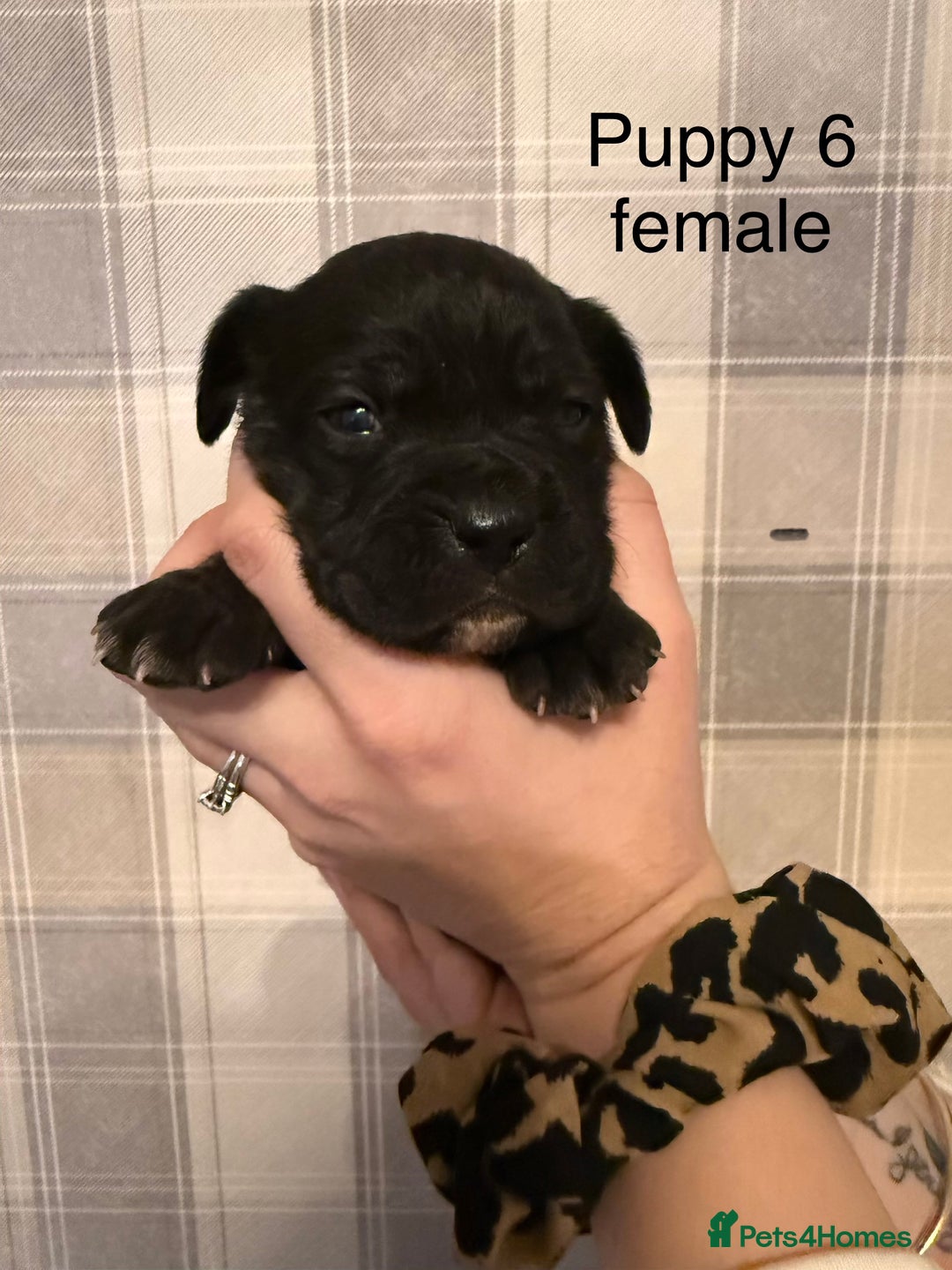 Cane Corso dogs for sale: Stunning chunky cane corso puppies - Advert 7