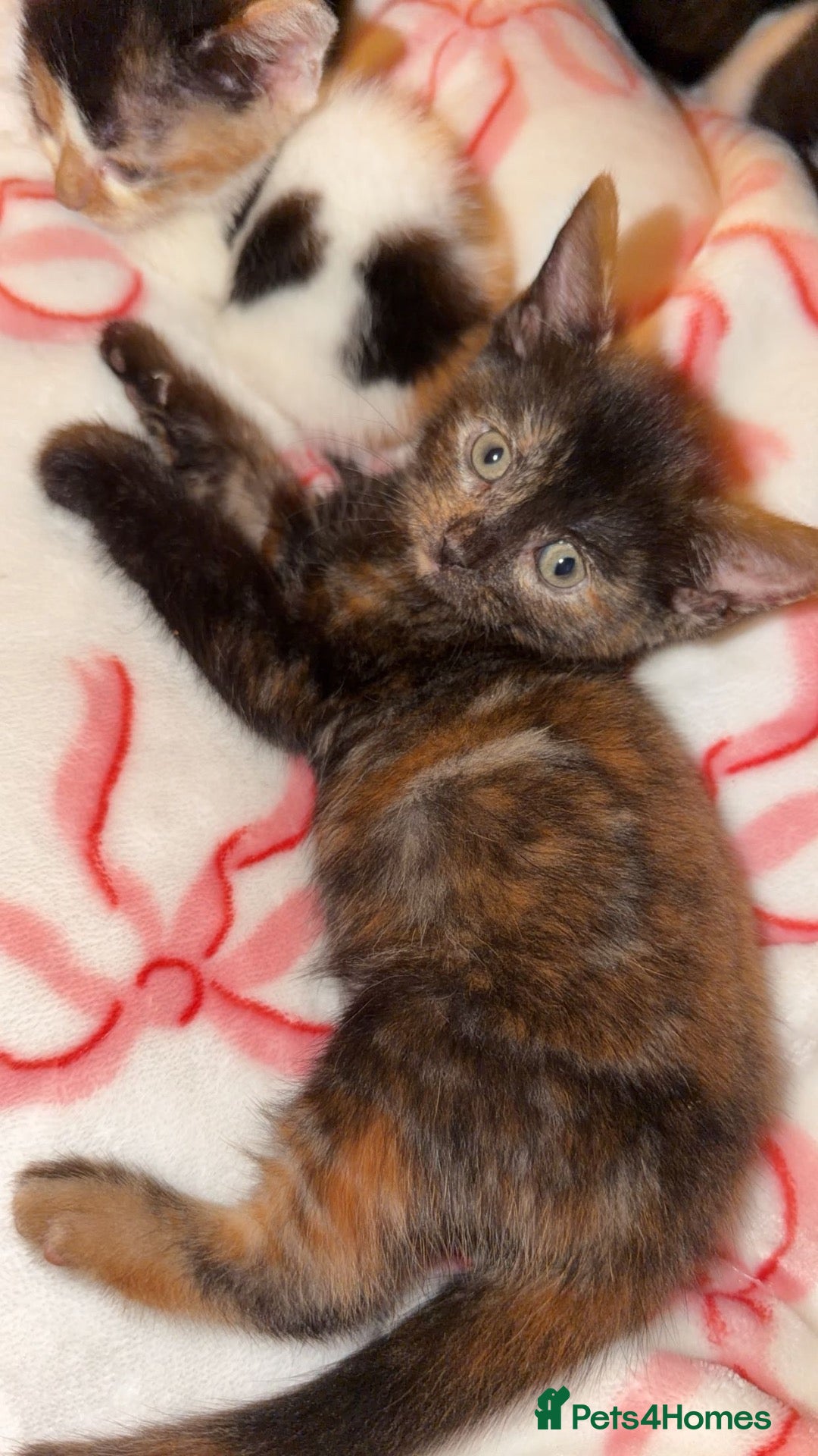 Mixed Breed cats 5 beautiful kittens!! females  - Advert 3