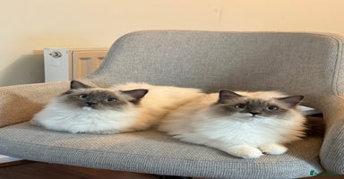 Ragdoll cats - Advert 3