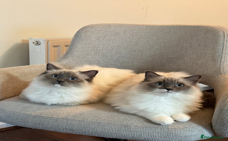 Ragdoll cats - Advert 11