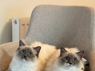 Ragdoll cats - Advert 20