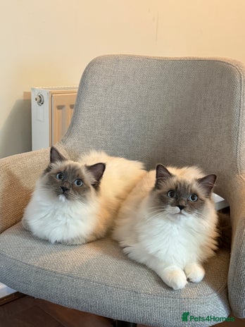 Ragdoll cats - Advert 2