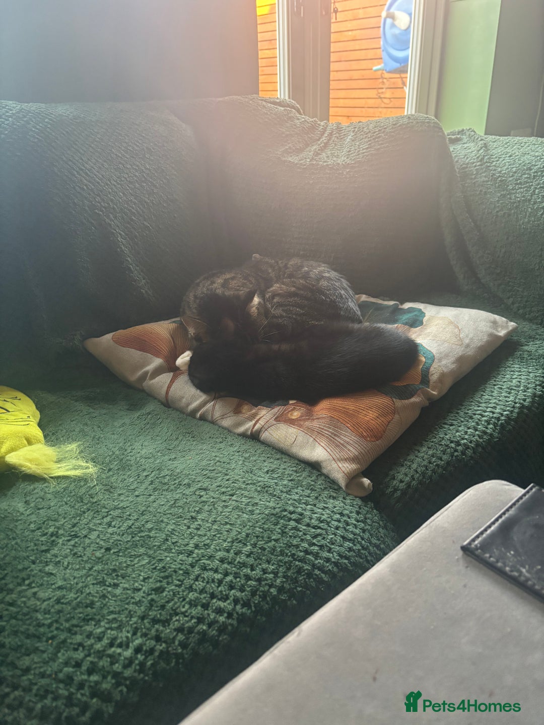 Mixed Breed cats for sale: One male one female kittens - Advert 3