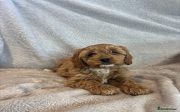 Cavapoo dogs for sale: Health tested cavapoo puppies - Image 7
