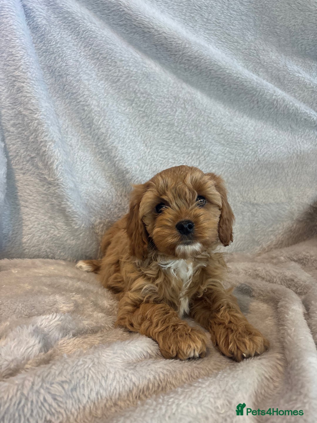 Cavapoo dogs for sale: Health tested cavapoo puppies - Image 7