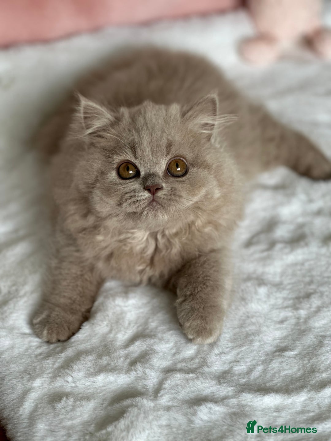 British Longhair cats for sale: Ready 🐻British Longhair chunky kittens💎🧸 - Image 17