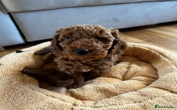 Miniature Poodle dogs for sale: 5 generation pedigree beautiful red mini poodles - Image 20