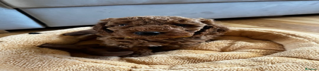 Miniature Poodle Puppy 4