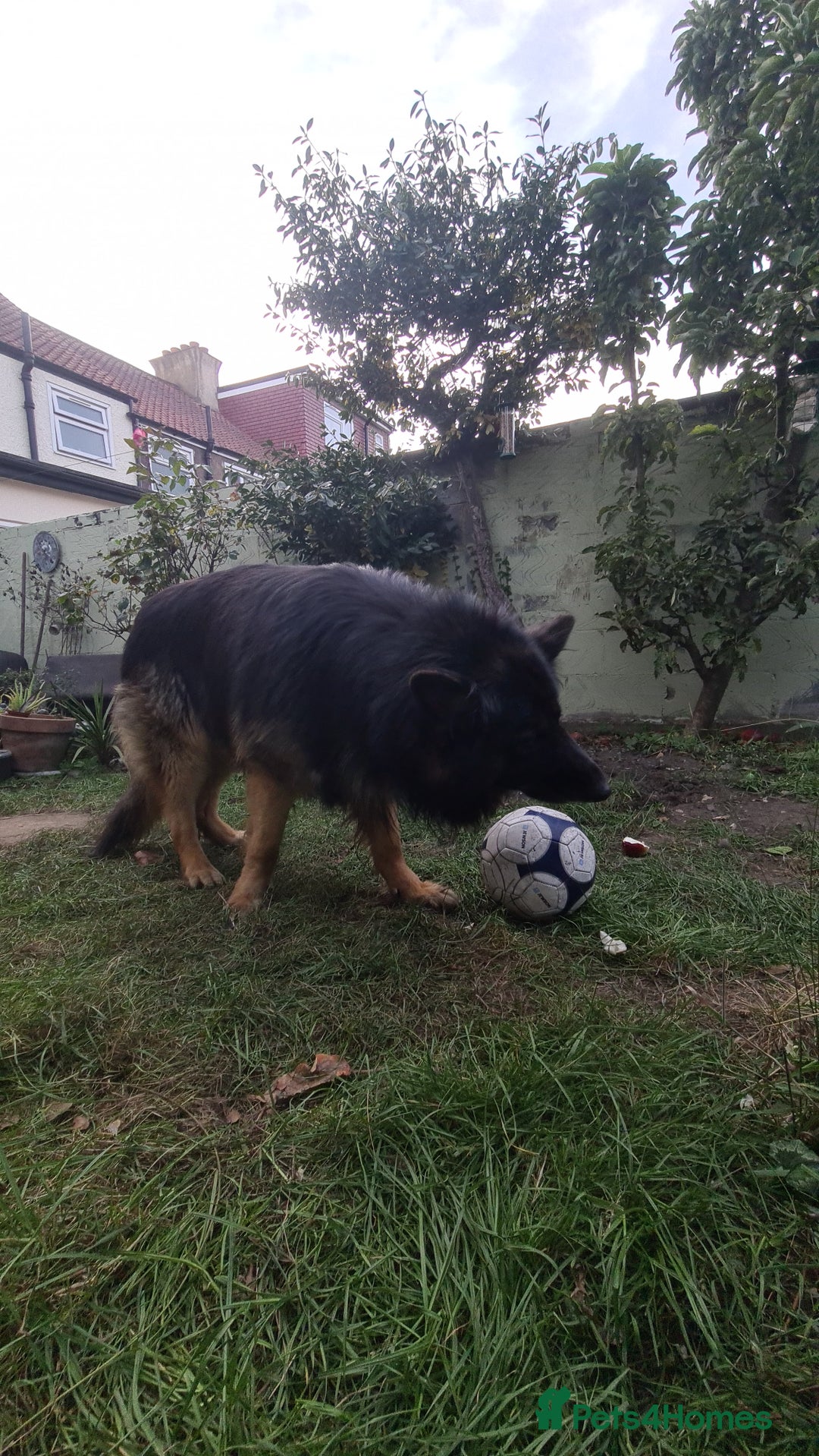 German Shepherd dogs for sale: Long fur German shepard  - Advert 2