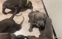 Cane Corso dogs for sale: Cane corso puppies - Image 4