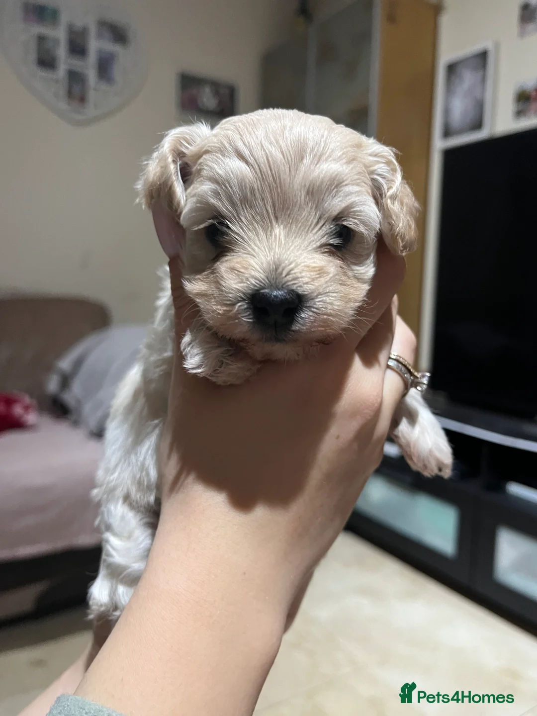 Maltipoo dogs for sale: Pure Maltipoo Puppies   - Advert 6