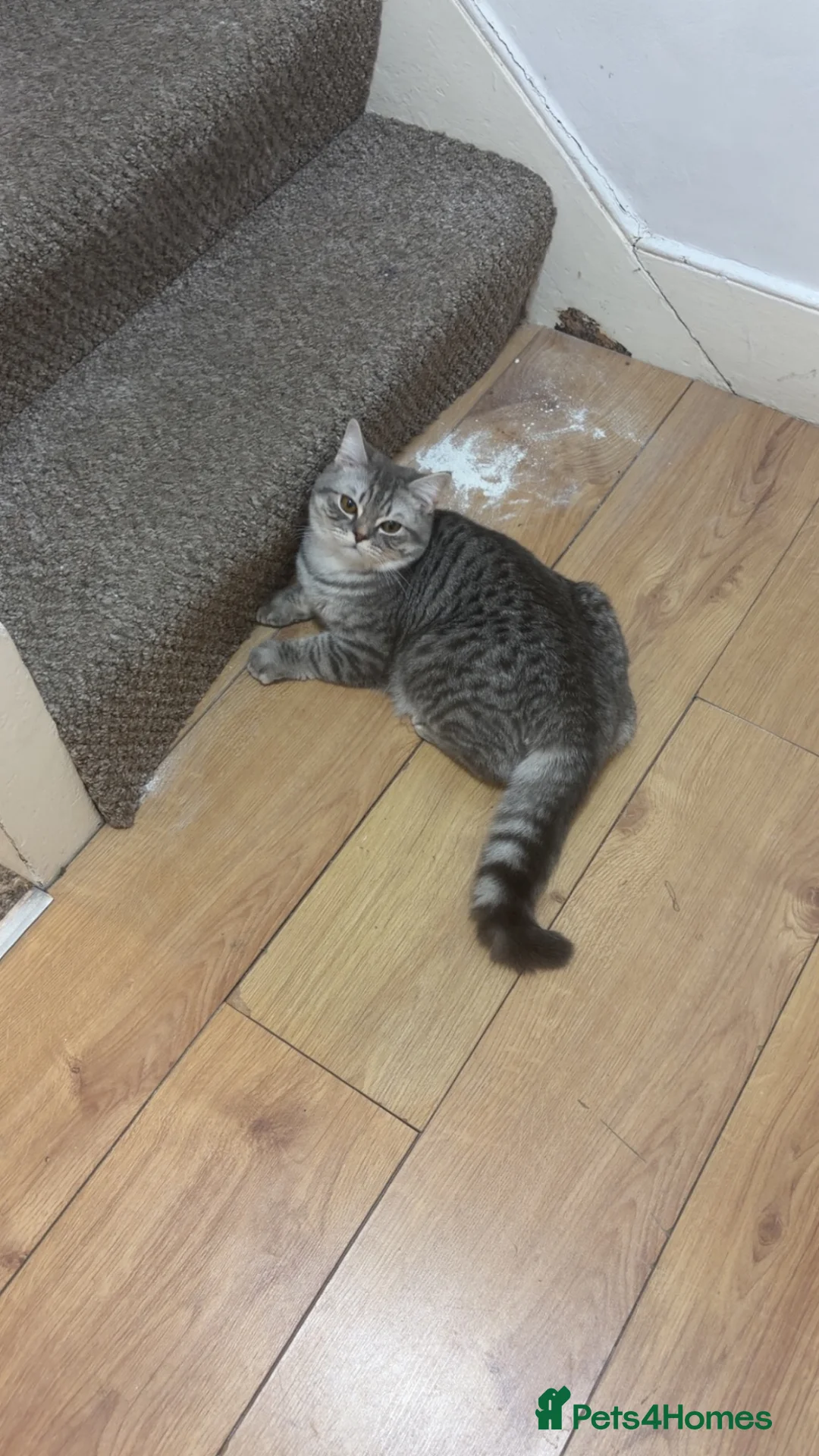 Persian cats for sale: 7-month-old kitten looking for a loving new home  in London - Advert 1