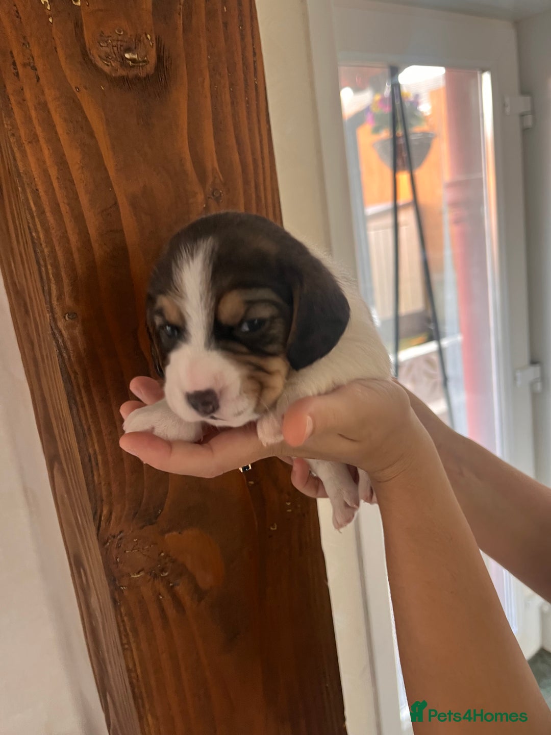 Beagle dogs for sale: Gorgeous beagles KC registered  - Image 6