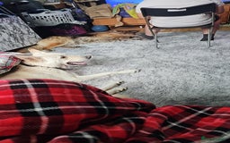 German Shepherd dogs for sale: Ghost 3yr old German Shepherd  - Image 4