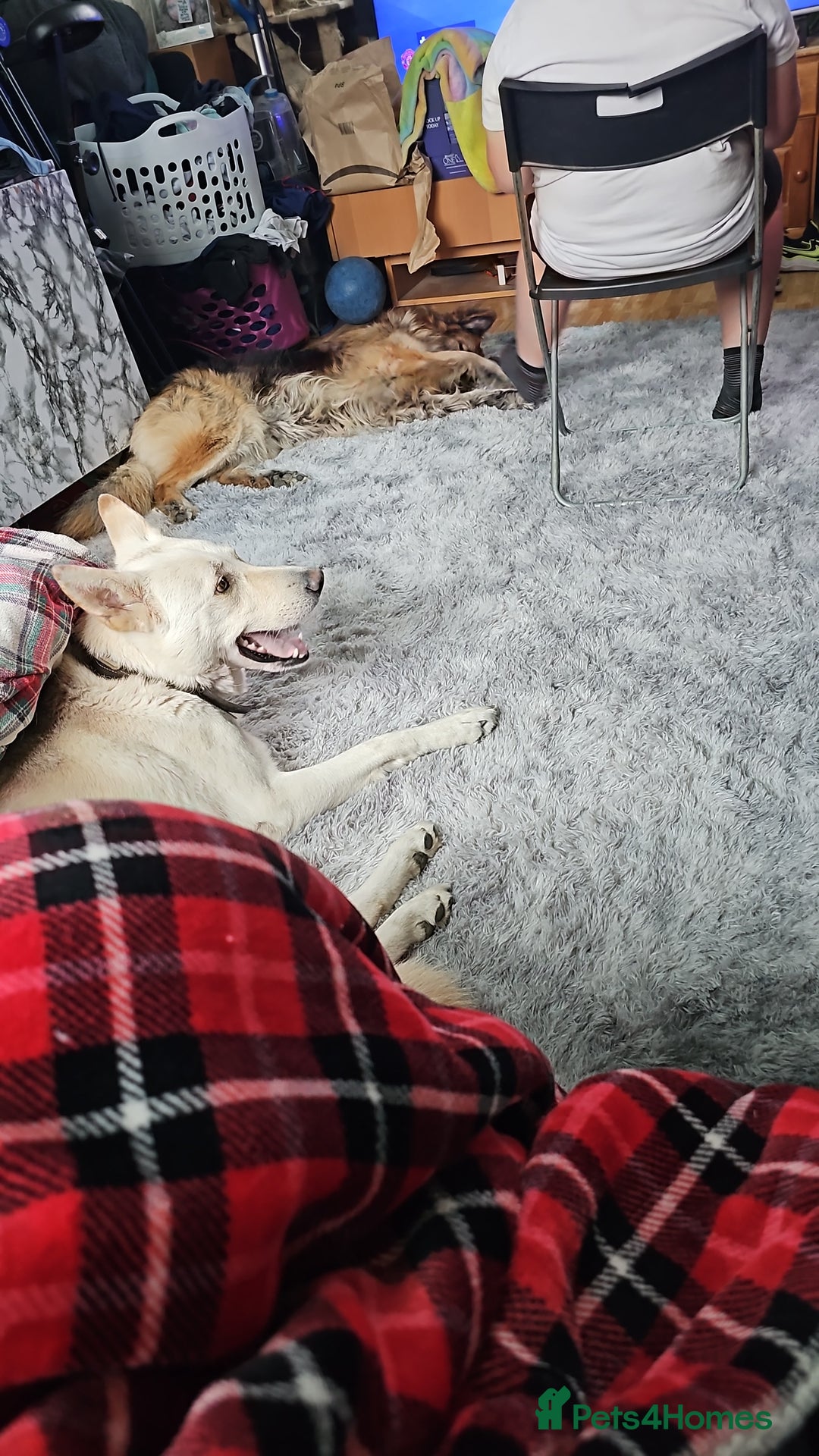 German Shepherd dogs for sale: Ghost 3yr old German Shepherd  - Image 4