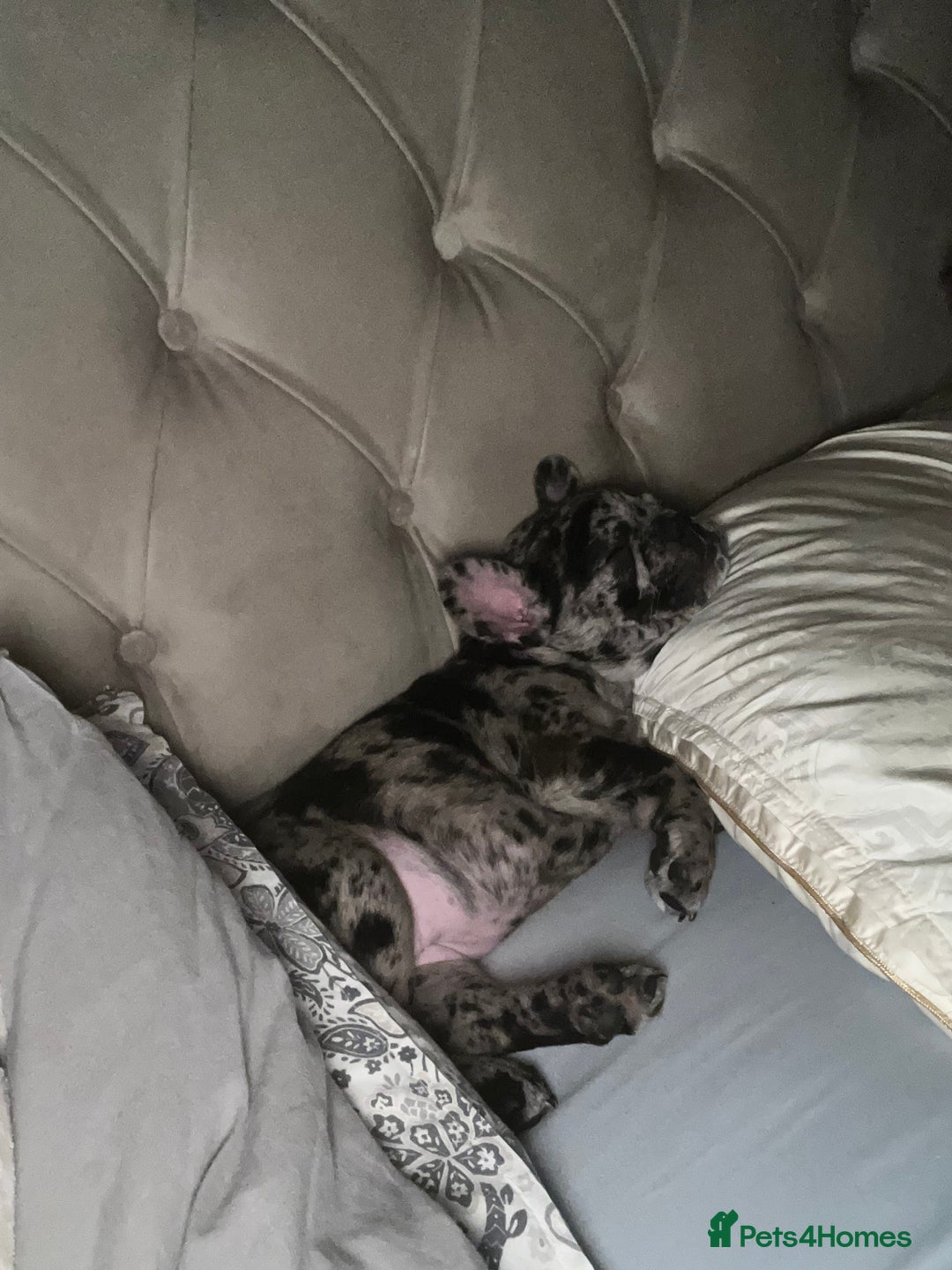 French Bulldog dogs for sale: Merlin French bull dog - Advert 4