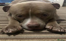 American Bully dogs for sale: Pocket bully 2 years old  - Image 6