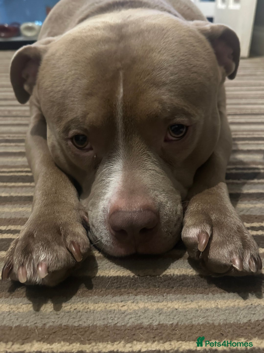 American Bully dogs for sale: Pocket bully 2 years old  - Image 6