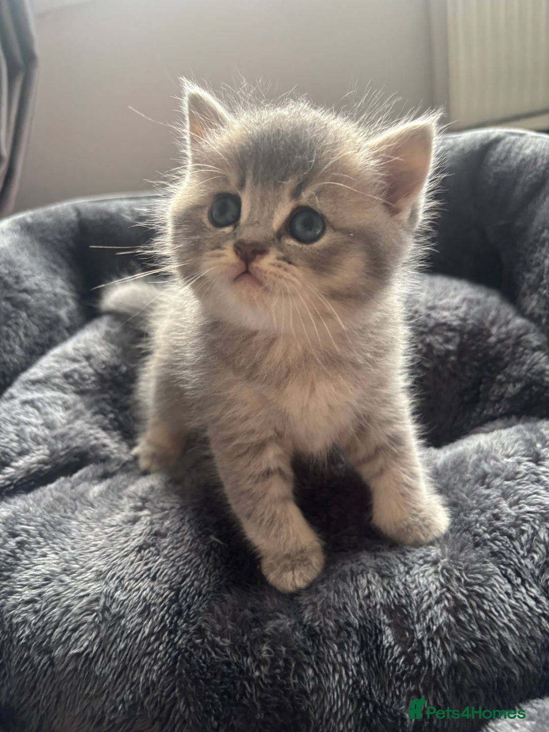 British Shorthair cats for sale: 4 British shorthair kittens available  - Advert 14