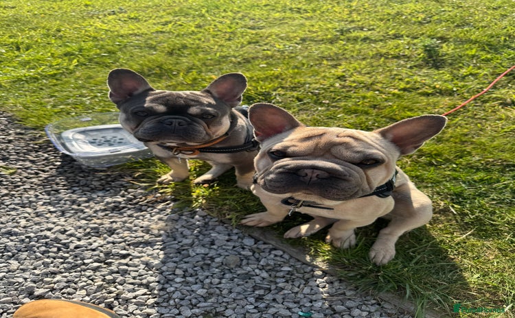 French Bulldog dogs - Advert 1